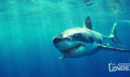 大鲨鱼视频,揭秘海洋霸主的生活奥秘