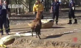 草泥玛视频,网络热梗背后的文化现象解析